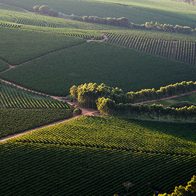 Barolo